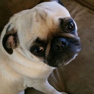 Meet your Posher, Ray